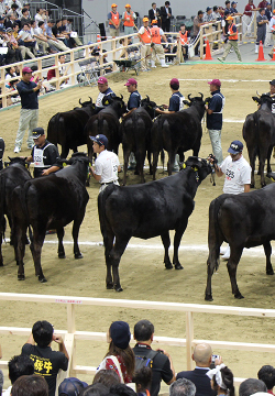 The National Competitive Exhibition of Wagyu
